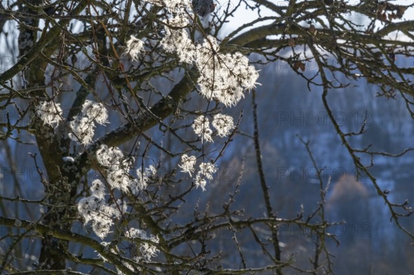 Old man's beard (Clematis vitalba) against the sunlight in winter in winter, Vápec, Horná Poruba, Slovakia