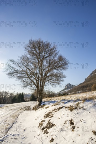 Tree beside a road with mountains in the background on a sunny day in winter, Vápec, Horná Poruba, Slovakia