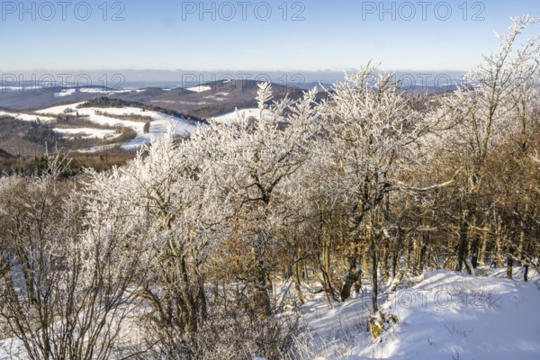 European beech (Fagus sylvatica) trees in a forest with hoarfrost on the branches in winter, Vápec, Horná Poruba, Slovakia
