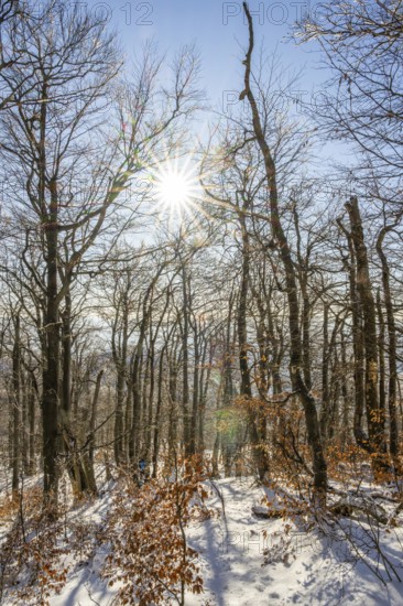 European beech (Fagus sylvatica) trees in a forest with hoarfrost on the branches in winter, Vápec, Horná Poruba, Slovakia
