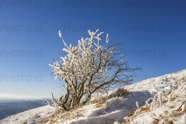 A little bush with hoarfrost on the branches in winter, Vápec, Horná Poruba, Slovakia