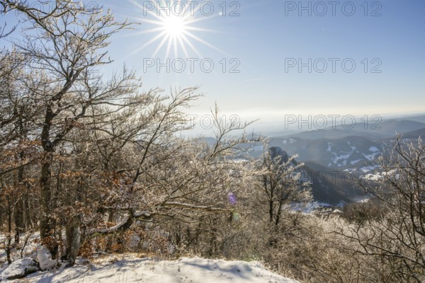 European beech (Fagus sylvatica) trees in a forest with hoarfrost on the branches in winter, Vápec, Horná Poruba, Slovakia
