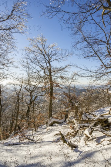 European beech (Fagus sylvatica) trees in a forest with hoarfrost on the branches in winter, Vápec, Horná Poruba, Slovakia