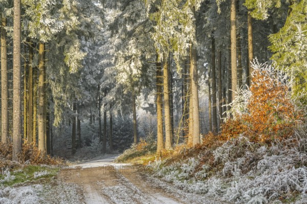 Forest road going through a mixed forest white from roarfrost on a sunny day in winter, Bavaria, Germany