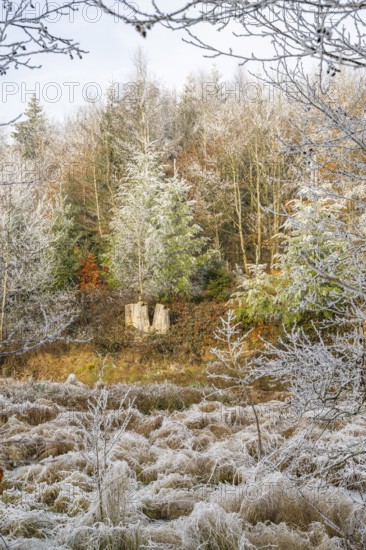 Meadow in a valley surrounded by a mixed forest with norway spruce (Picea abies) and European beech (Fagus sylvatica) white from roarfrost, on a sunny day in winter, Bavaria, Germany