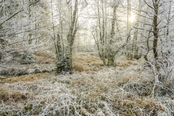 Common alder (Alnus glutinosa) growing in a valley with e litle stream in the middle, white from roarfrost, on a sunny day in winter, Bavaria, Germany
