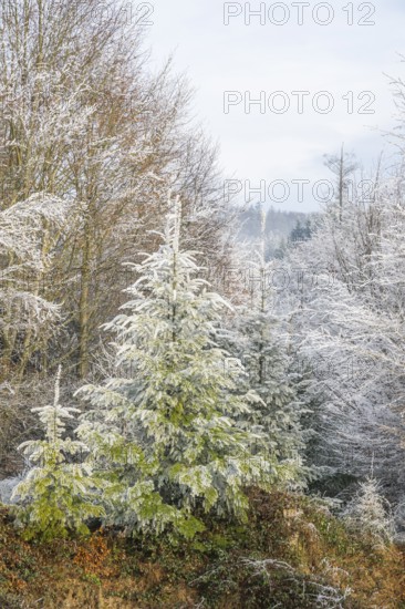 Mixed forest with norway spruce (Picea abies) and European beech (Fagus sylvatica) white from roarfrost, on a sunny day in winter, Bavaria, Germany