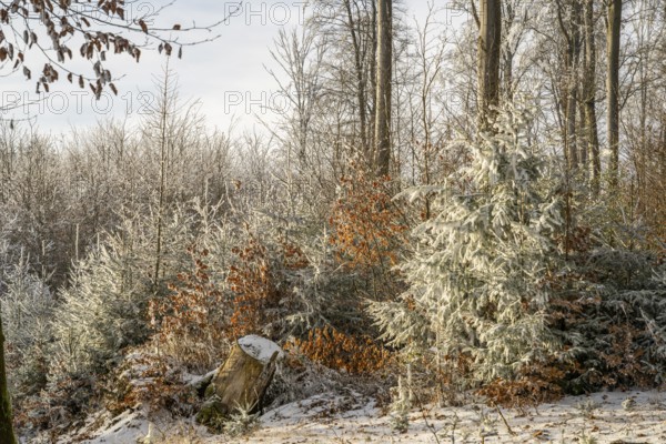 Mixed forest with norway spruce (Picea abies) and European beech (Fagus sylvatica) white from roarfrost, on a sunny day in winter, Bavaria, Germany