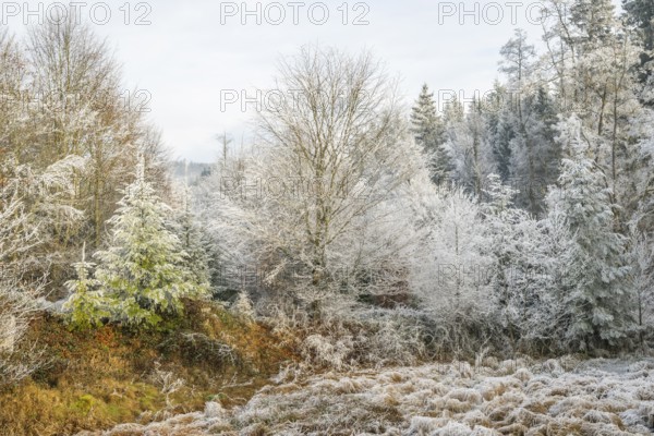 Meadow in a valley surrounded by a mixed forest with norway spruce (Picea abies) and European beech (Fagus sylvatica) white from roarfrost, on a sunny day in winter, Bavaria, Germany