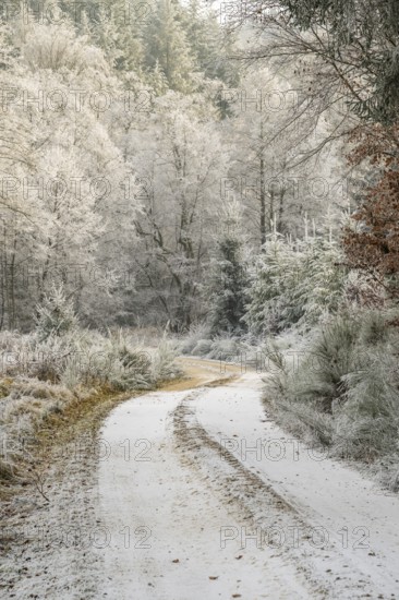 Forest road going through a beautiful landscape with forest, meadows and bushes, white from roarfrost, on a sunny day in winter, Bavaria, Germany