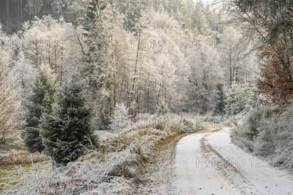 Forest road going through a beautiful landscape with forest, meadows and bushes, white from roarfrost, on a sunny day in winter, Bavaria, Germany
