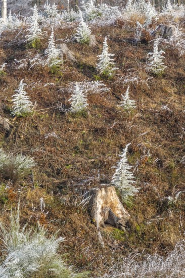 Small trees covered white from roarfrost on a sunny day in winter, Bavaria, Germany