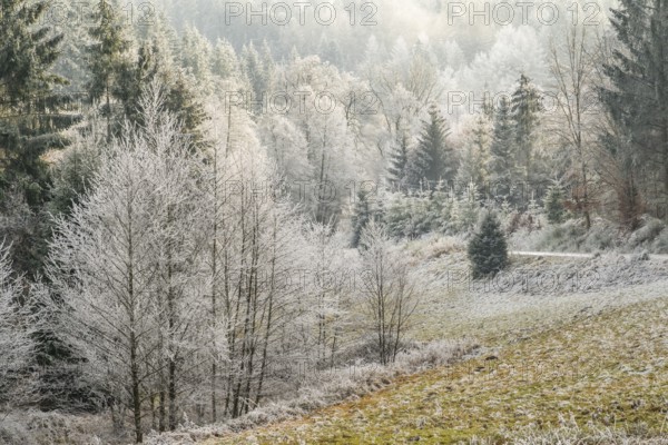 A valley surrounded by a mixed forest with norway spruce (Picea abies) and European beech (Fagus sylvatica) white from roarfrost, on a sunny day in winter, Bavaria, Germany
