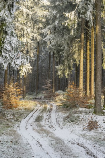 Forest road going through a mixed forest white from roarfrost on a sunny day in winter, Bavaria, Germany