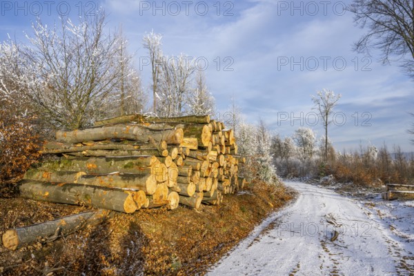Piled up felled tree trunks beside a forest road going through a mixed forest white from roarfrost on a sunny day in winter, Bavaria, Germany