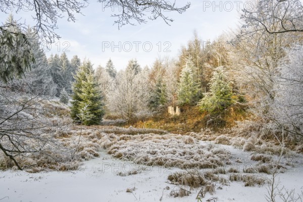 A frozen pont in a valley surrounded by a mixed forest with norway spruce (Picea abies) and European beech (Fagus sylvatica) white from roarfrost, on a sunny day in winter, Bavaria, Germany