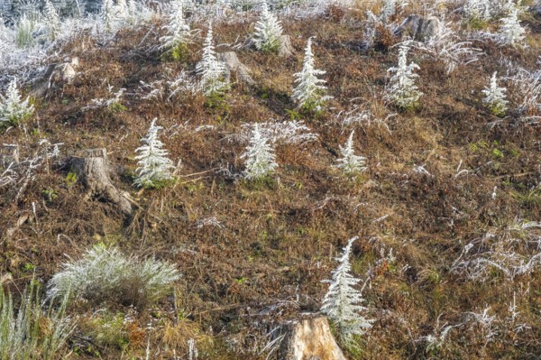Small trees covered white from roarfrost on a sunny day in winter, Bavaria, Germany