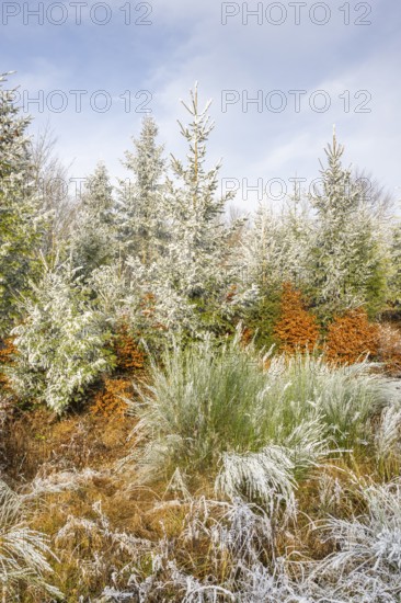 Mixed forest with norway spruce (Picea abies), European beech (Fagus sylvatica) and Common broom (Cytisus scoparius), white from roarfrost, on a sunny day in winter, Bavaria, Germany, Europe