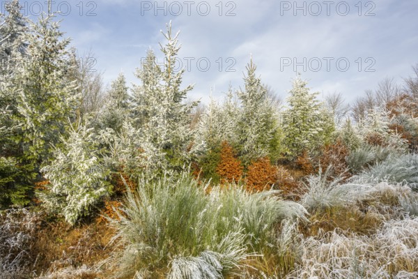 Mixed forest with norway spruce (Picea abies), European beech (Fagus sylvatica) and Common broom (Cytisus scoparius), white from roarfrost, on a sunny day in winter, Bavaria, Germany, Europe
