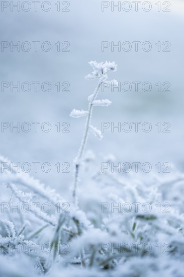 Ice crystals from roarfrost on plant in winter, Bavaria, Germany