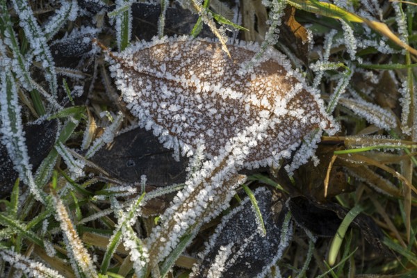 Ice crystals from roarfrost on a goat willow (Salix caprea) leaf lying on the ground in winter, Bavaria, Germany