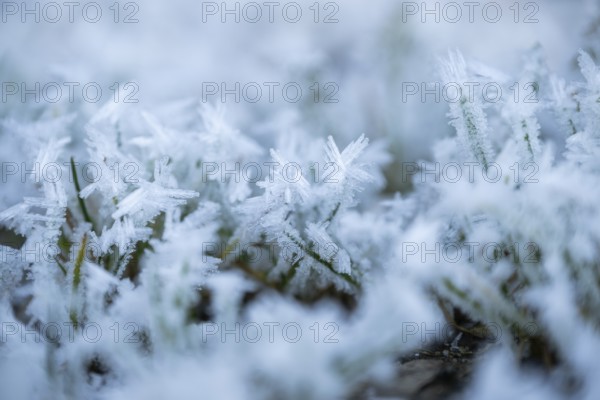 Ice crystals from roarfrost on grass blades in winter, Bavaria, Germany