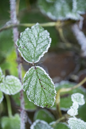 Ice crystals from roarfrost on blackberry (Rubus allegheniensis) leafes in winter, Bavaria, Germany