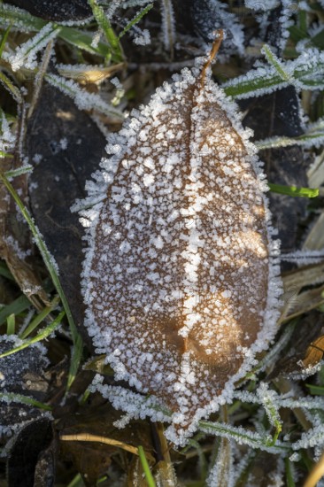 Ice crystals from roarfrost on a goat willow (Salix caprea) leaf lying on the ground in winter, Bavaria, Germany