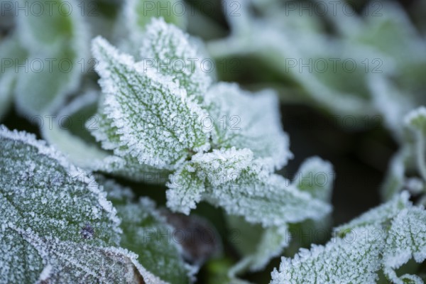 Ice crystals from roarfrost on stinging nettle (Urtica dioica) leafes in winter, Bavaria, Germany