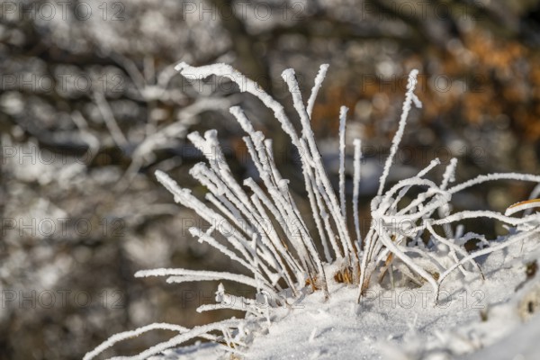 Frozen bush of grass with hoarfrost in winter, Vápec, Horná Poruba, Slovakia
