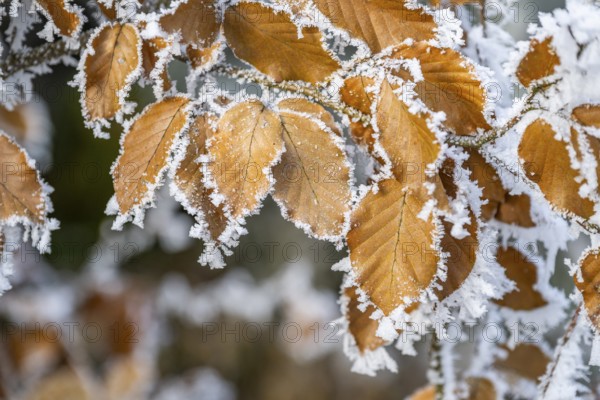 Ice crystals from roarfrost on a common beech (Fagus sylvatica) leaf at sunshine in winter, Bavaria, Germany