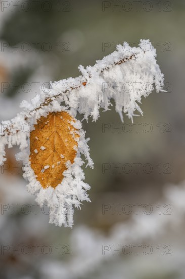 Ice crystals from roarfrost on a common beech (Fagus sylvatica) leaf at sunshine in winter, Bavaria, Germany