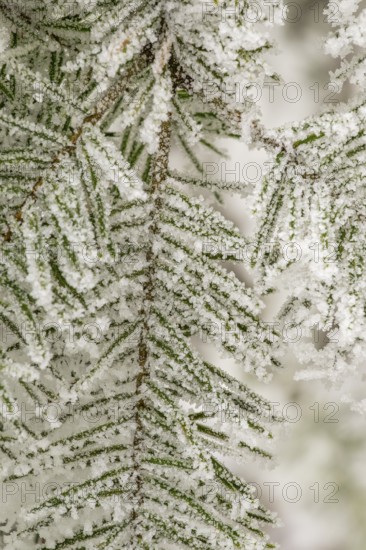 Ice crystals from roarfrost on European silver fir (Abies alba) needles at sunshine in winter, Bavaria, Germany