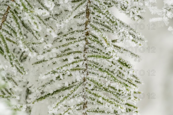 Ice crystals from roarfrost on European silver fir (Abies alba) needles at sunshine in winter, Bavaria, Germany