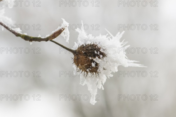 Ice crystals from roarfrost on a common beech (Fagus sylvatica) seed at sunshine in winter, Bavaria, Germany