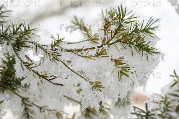 Ice crystals from roarfrost on common yew (Taxus baccata) needles at sunshine in winter, Bavaria, Germany
