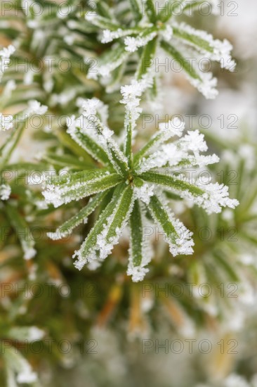 Ice crystals from roarfrost on common yew (Taxus baccata) needles at sunshine in winter, Bavaria, Germany