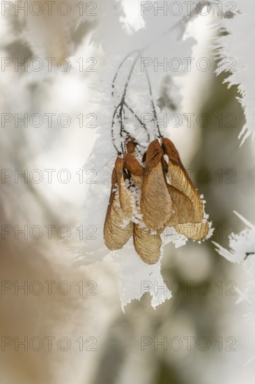 Ice crystals from roarfrost on Amur maple (Acer tataricum subsp. ginnala) seeds at sunshine in winter, Bavaria, Germany