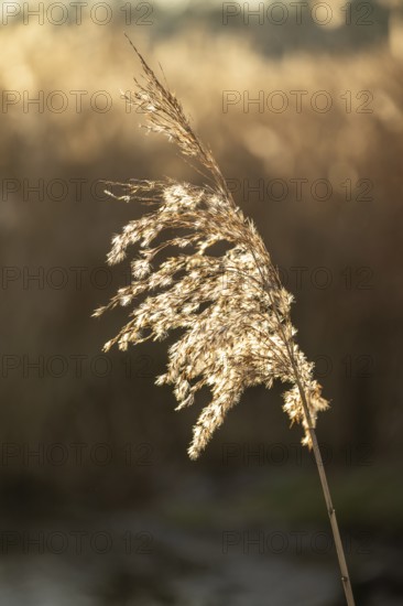 Common reed (Phragmites australis) seeds against the sunlight in winter, Bavaria, Germany