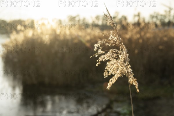 Common reed (Phragmites australis) seeds against the sunlight in winter, Bavaria, Germany