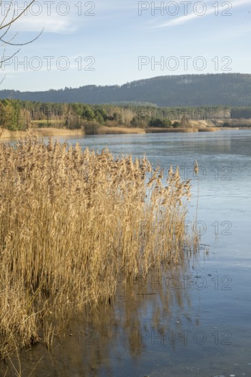 Common reed (Phragmites australis) growing in a lake on a sunny day in winter, Bavaria, Germany