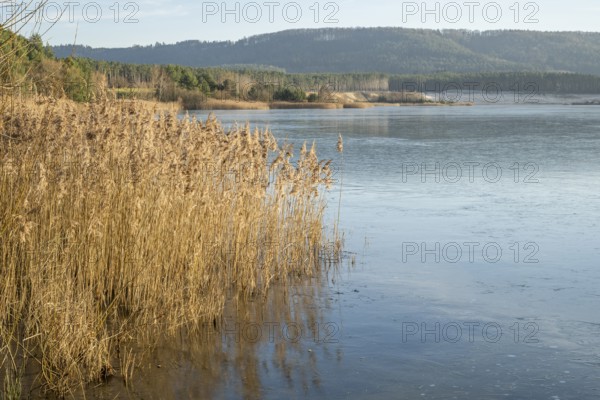 Common reed (Phragmites australis) growing in a lake on a sunny day in winter, Bavaria, Germany