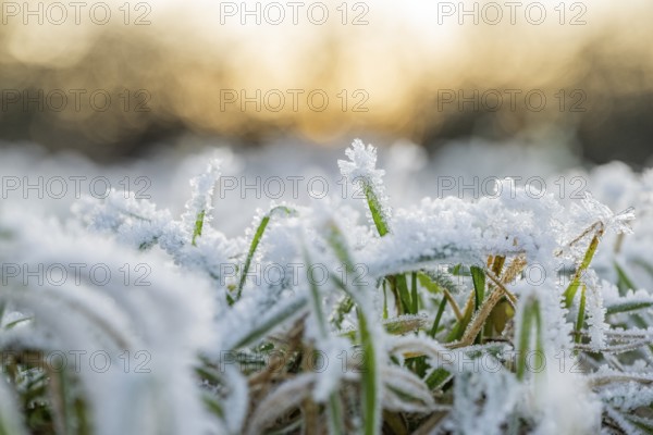 Ice crystals from roarfrost on grass blades in winter, Bavaria, Germany