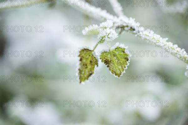 Ice crystals from roarfrost on common nettle (Urtica dioica) leafes in winter, Bavaria, Germany