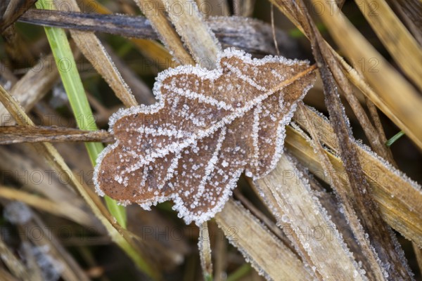 Ice crystals from roarfrost on a pedunculate oak (Quercus robur) leaf lying on the ground in winter, Bavaria, Germany