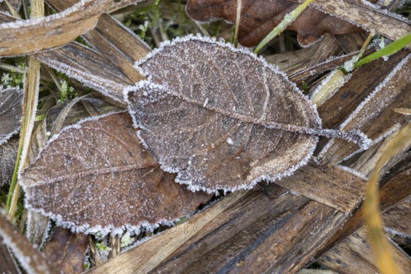 Ice crystals from roarfrost on a goat willow (Salix caprea) leaf lying on the ground in winter, Bavaria, Germany