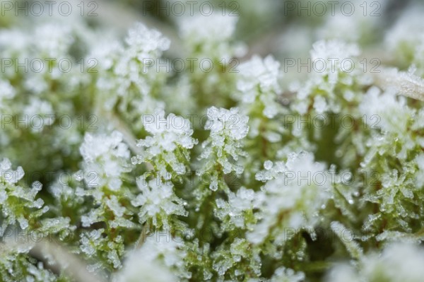 Ice crystals from roarfrost on moss on the ground in winter, Bavaria, Germany