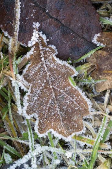 Ice crystals from roarfrost on a pedunculate oak (Quercus robur) leaf lying on the ground in winter, Bavaria, Germany
