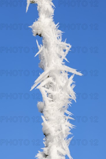 Roarfrost on a branch at sunshine against the blue sky in winter, Bavaria, Germany