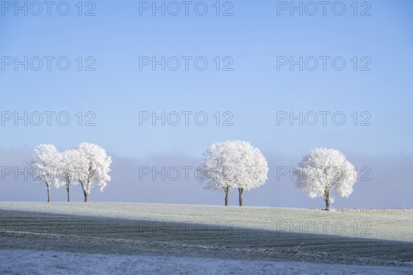 Silver lime trees (Tilia tomentosa) with hoarfrost on the branches standing on a meadow on a sunny day with blue sky in the background in winter, Bavaria, Germany
